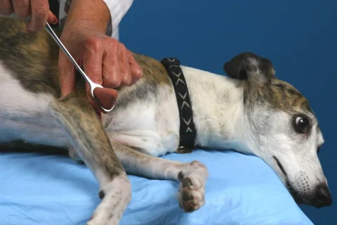 NEUROLOGICAL EXAMINATION