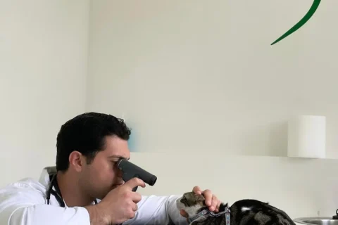 OPHTHALMOLOGICAL EXAMINATION