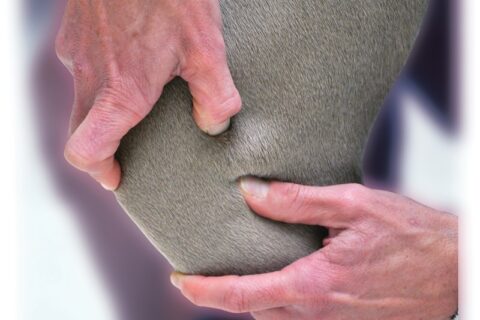 ORTHOPAEDIC EXAMINATION